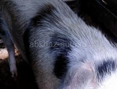 Продаю свинью