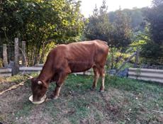 Продам быка