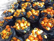 Хурма на сушку .Сами собираем и доставляем.