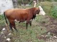 Продаю быка 