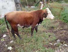 Продаю быка 
