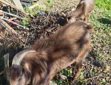 Продаются козел и коза