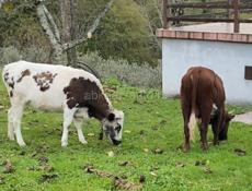 Продаю бычка и телку