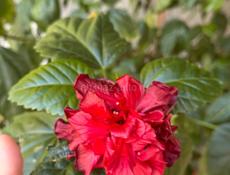 Цветы / растения 