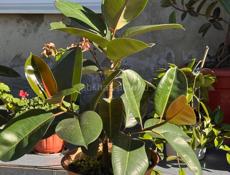 Цветы / растения 