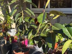 Цветы / растения 