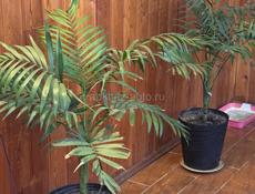 Цветы / растения 