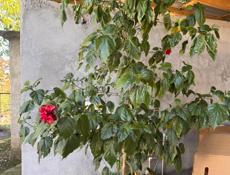 Цветы / растения 