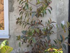 Цветы / растения 