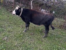 От 140 до 160 кг 