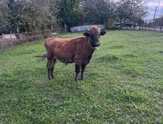 От 140 до 160 кг 