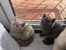 Британские котята 
