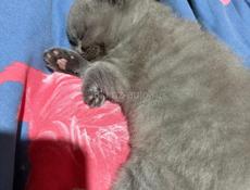 Британские котята 