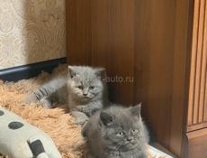 Британские котята 