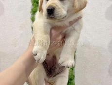 Щенки ЛАБРАДОРА!!!!!!!!!!!!!!!!!