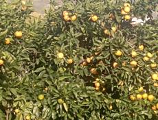 Продаются мандарины, сама збор