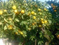 Продаются мандарины, сама збор