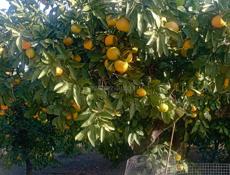 Продаются мандарины, сама збор