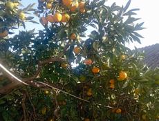 Продаются мандарины, сама збор