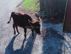 Бычок 5 месяцев 