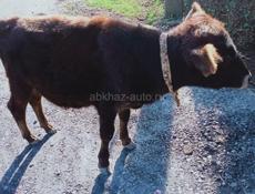 Бычок 5 месяцев 