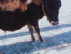 Бычок 5 месяцев 