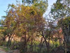 Участок после агу 6 соток с строением