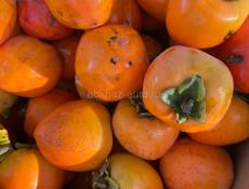 Куплю хурму бычок 