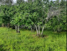 ПРОДАЁТСЯ ЗЕМЕЛЬНЫЙ УЧАСТОК С ФУНДАМЕНТОМ И ОРЕХОВЫМ САДОМ