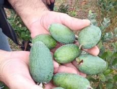 Продаются саженцы фейхо