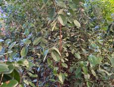 Продаются саженцы фейхо 