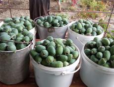 Продаются саженцы фейхо