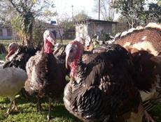 Продам индюков