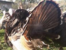 Продам индюков