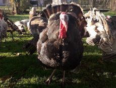 Продам индюков