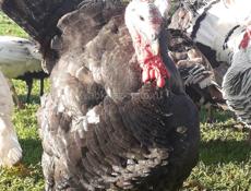 Продам индюков