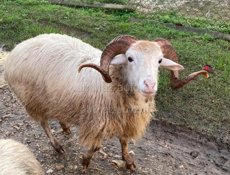 Продается по низкой цене 