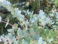 Саженцы Эвкалипта