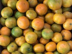 Покупаю мандарины 