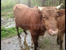 Продаётся бычок за 35.000
