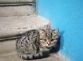 Котёнок ищет дом