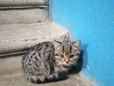Котёнок ищет дом