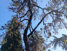 Участок на маяке