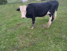 Продаётся бычок 