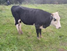 Продаётся бычок 