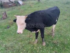 Продаётся бычок 
