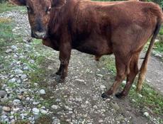 продается 2 бычка.