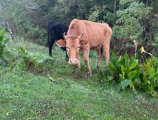 продается 2 бычка.