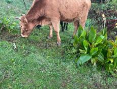 продается 2 бычка.