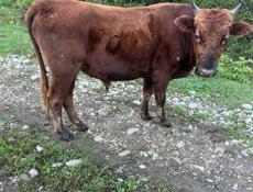 продается 2 бычка.